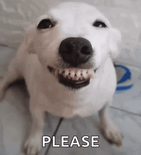 dog asking question